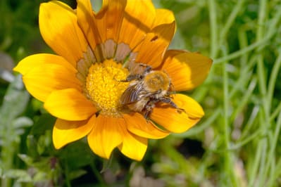 Moss Carder Bee, Bombus muscorum scyllonius, Scilly