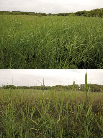 Managed (top) vs Unmanaged (bottom) reed bed at Lower Moors © BareFoot Photographer