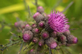 Marsh Thistle now found at both Moors sites following Ranger Team management © BareFoot Photographer